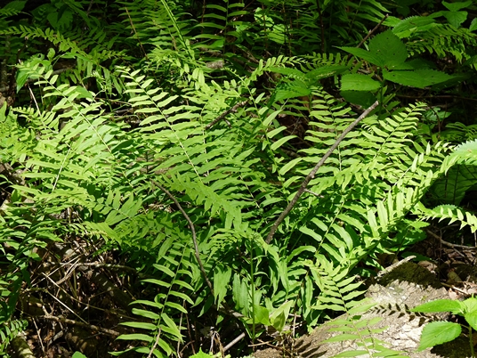 {Homalosorus pycnocarpos}